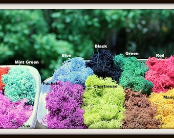 Reindeer moss-Preserved lichens-2 oz bag in your color choice-Deer foot Moss-Black-Mango-Light blue and more 2 Oz. Bag Prese...