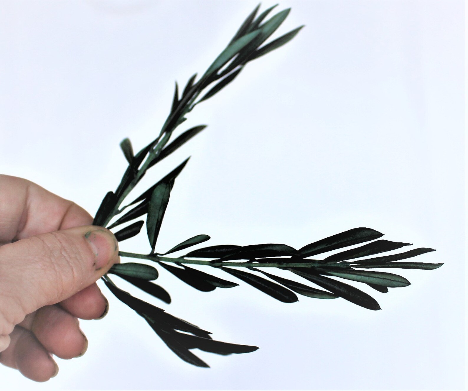 Olive Tree branches preserved 6 olive tree branch tips No Etsy