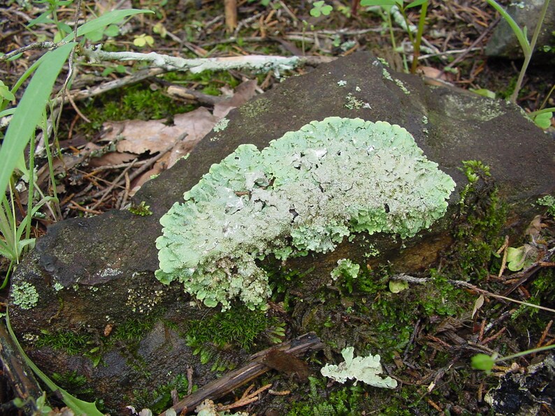 Small lichen covered rocks from 3-5 Desert Landscape Rock-Desert terrariums-Office Paperweight-Weird lichen rock