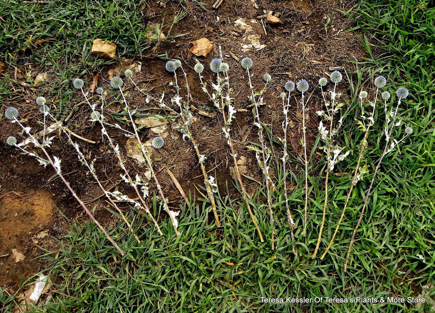 Globe Thistle BunchNatural Dried Thistle Echinops Green and Etsy