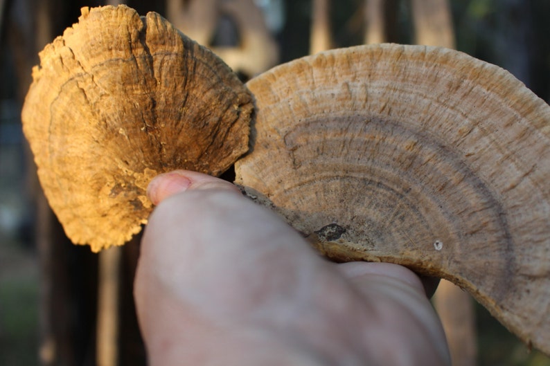 Sponge Mushrooms-Choose 3 or 6 Dried Botanical-Weird Spongy looking thing-Fungi-Woodland wonder image 4