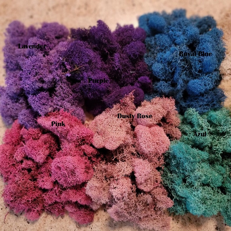 Preserved Reindeer moss-Floral moss-4 oz bag in many colors-Deer foot Moss-Mango-Red-Gray-Purple-Blue-Preserved Lichens image 2