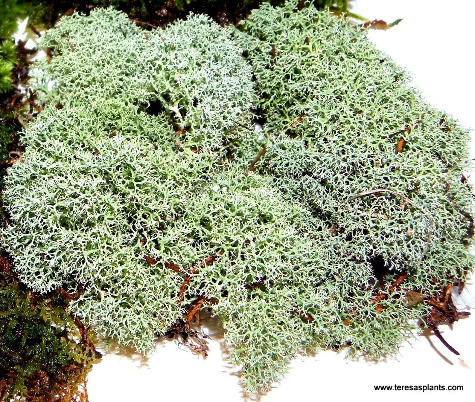 Reindeer Moss1 Gallon Bag Fullnatural Live Mossshade Garden Etsy