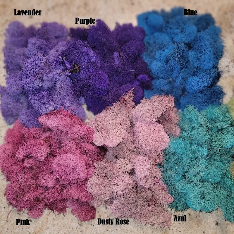 Reindeer Moss - Etsy