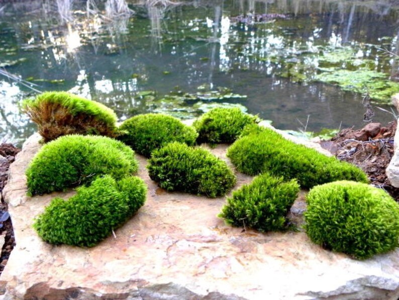 Frog Mosslive Dicranum Mossmood Moss Gallon Bag Full LIVE Etsy