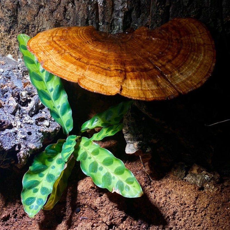 Sponge Mushrooms-Choose 3 or 6 Dried Botanical-Weird Spongy looking thing-Fungi-Woodland wonder image 9