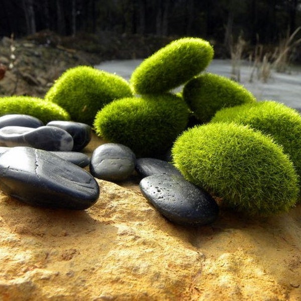 Zen Garden Starter Kit 7 Faux Moss Rocks and 1 pound of Black Polished Stones