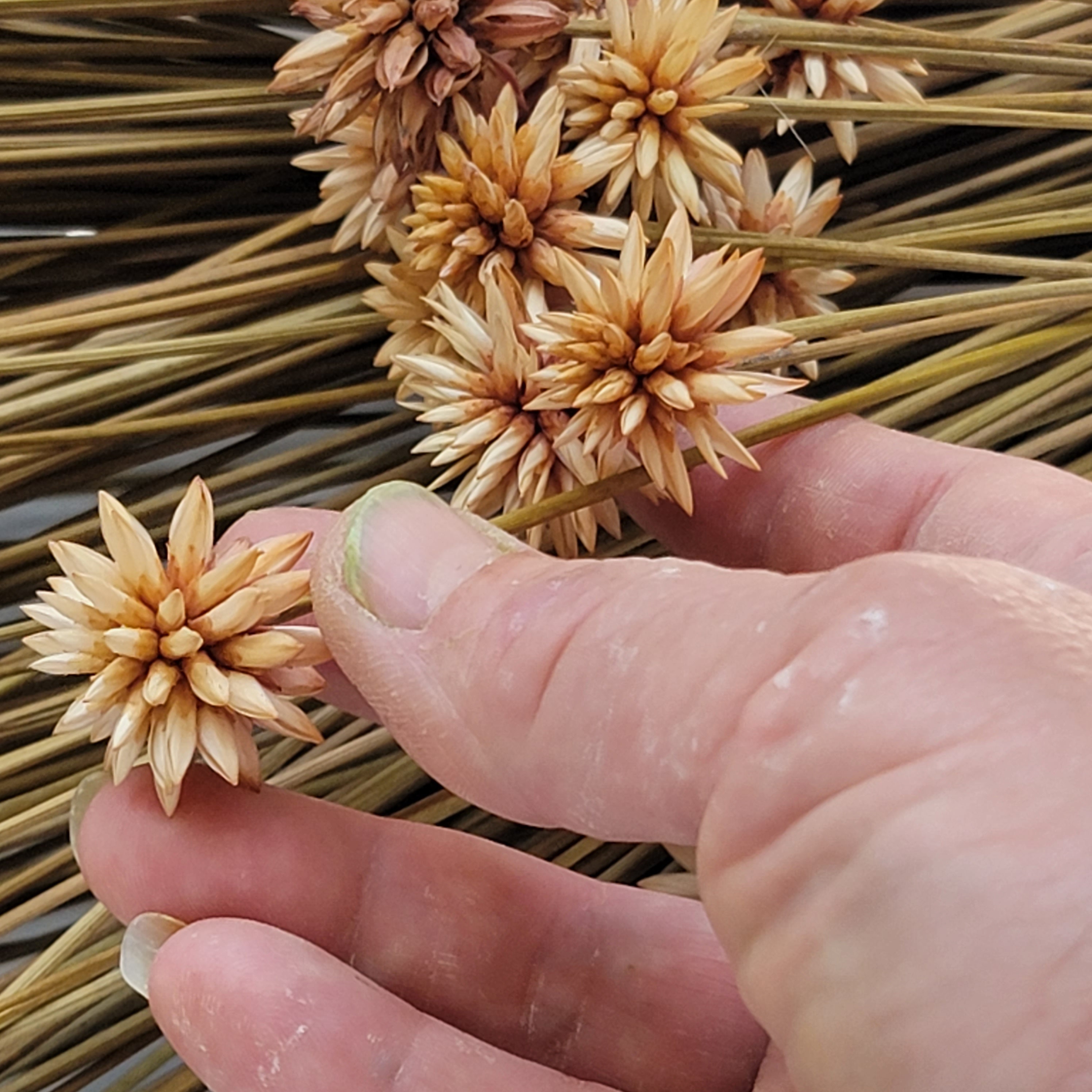 Dried Flowers Daisy Stella — Plenty Flowers