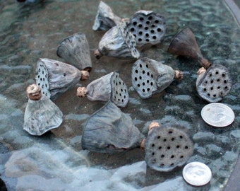Lotus Pods-Tiny lotus pods-Botanical-Miniature pods-Bag of 12 pods
