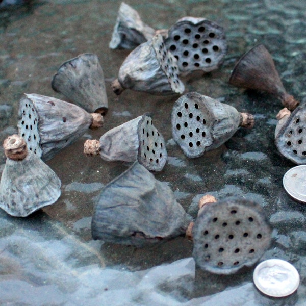 Lotus Pods-Tiny lotus pods-Botanical-Miniature pods-Bag of 12 pods