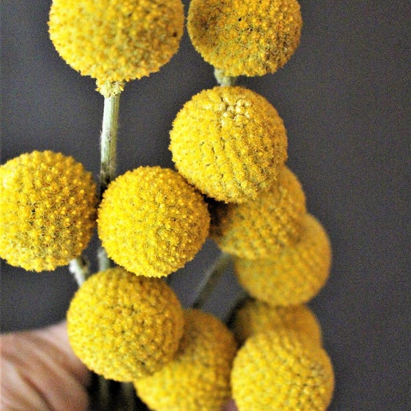 25 Craspedia on shorter stems-Yellow dried flowers-Billy Balls