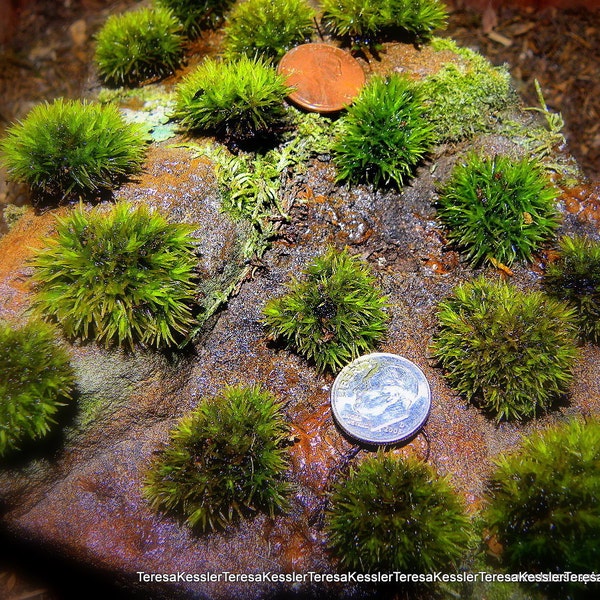 LIVE Pillow moss-10 Tiny Pillow moss Buttons of fun-Terrarium  miniature moss