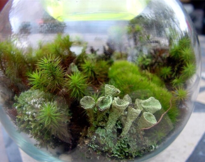 Large Moss and Lichen Terrarium Kit Build Your Ownmake 1 or Etsy