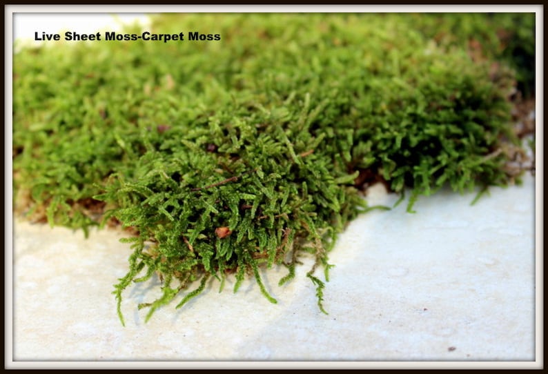 Sheet MossLive MossCarpet MossTerrarium MossVivarium Etsy