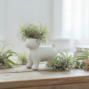 May include: A white ceramic dog-shaped planter filled with green air plants. Several other air plants are arranged around the planter on a wooden surface. The air plants have long, thin, green leaves.