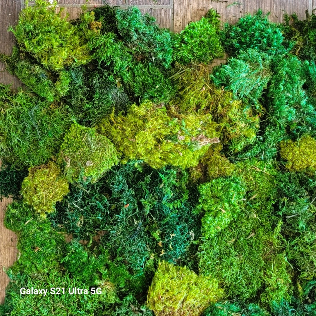 Mood Moss 4 Box Preserved Sheet Moss Preserved Fern Moss Miniature