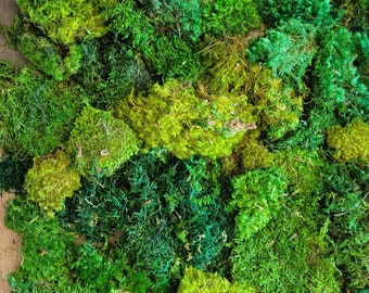Mood Moss 4# Box Preserved - Sheet moss preserved - Fern moss - Miniature gardening