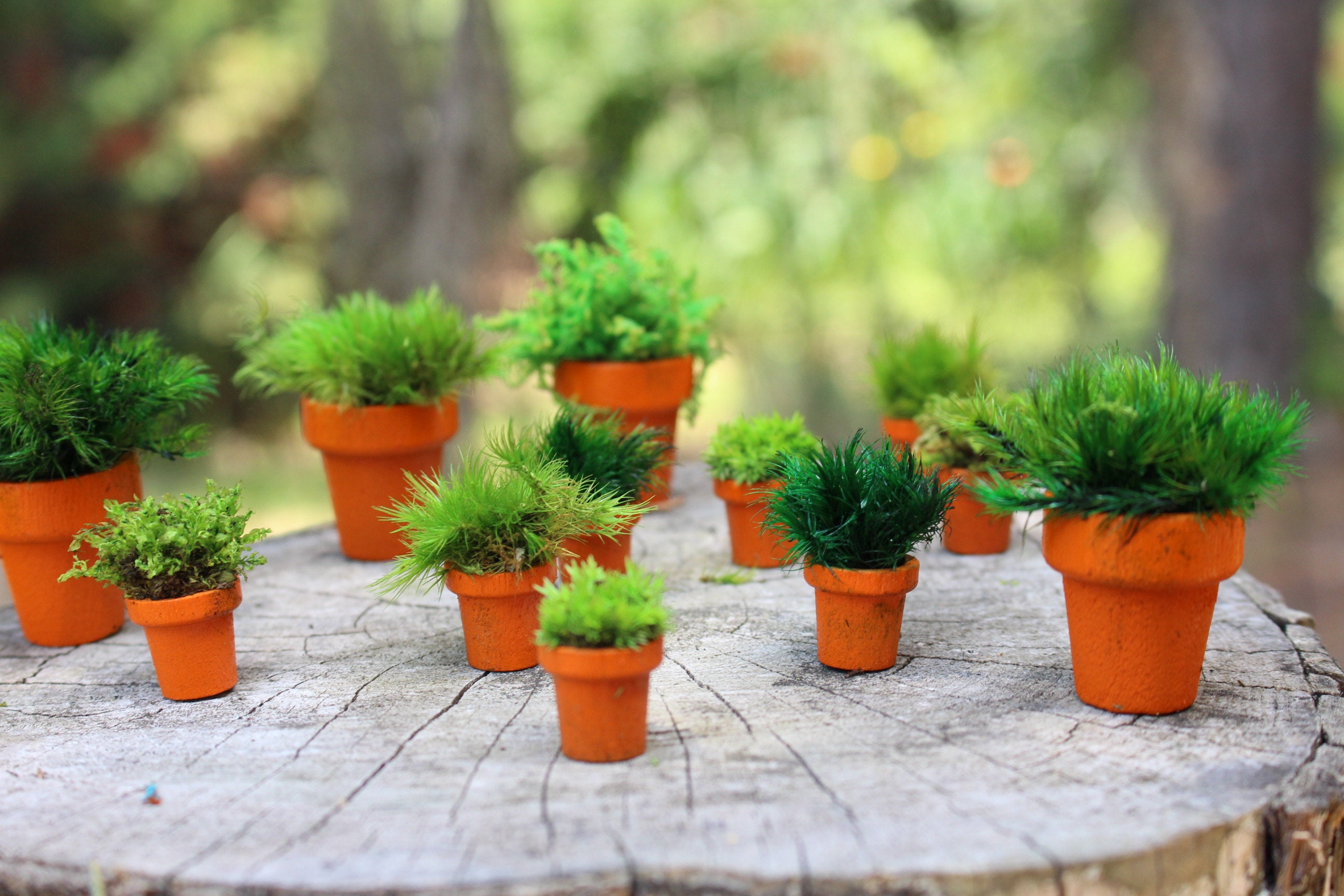 Miniature moss potsPreserved MossLIVE mossSplattered Flower Etsy