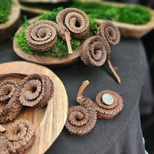 Puede incluir: Vainas de semillas secas de color marrón en forma de espiral con una superficie leñosa y texturizada. Varias vainas están dispuestas en cuencos de madera redondos llenos de musgo verde, con una moneda plateada sobre una de ellas.