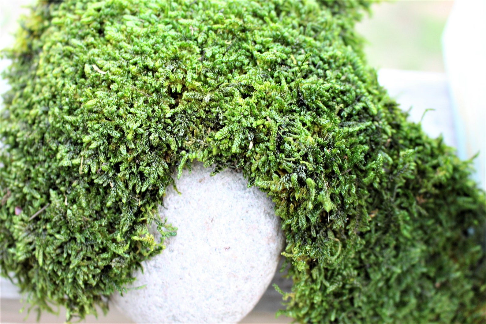 Carpet Moss-PRESERVED Moss-Sheet moss-Quart bag-Wedding | Etsy