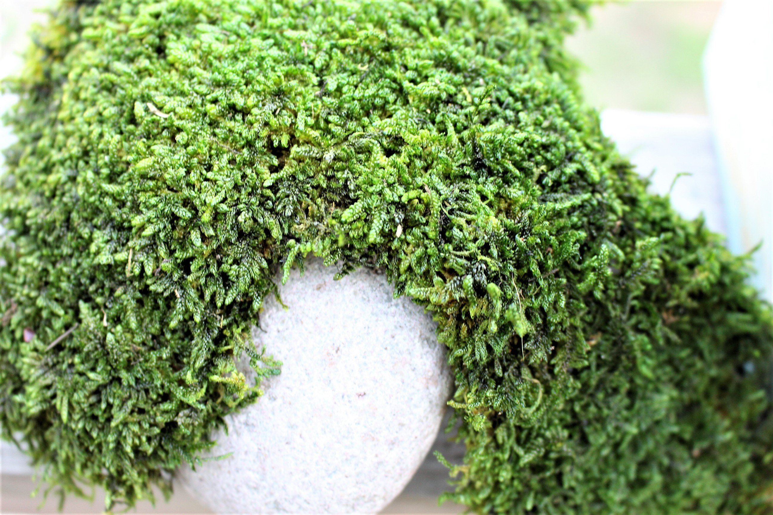 Carpet MossPRESERVED MossSheet mossQuart bagWedding Etsy