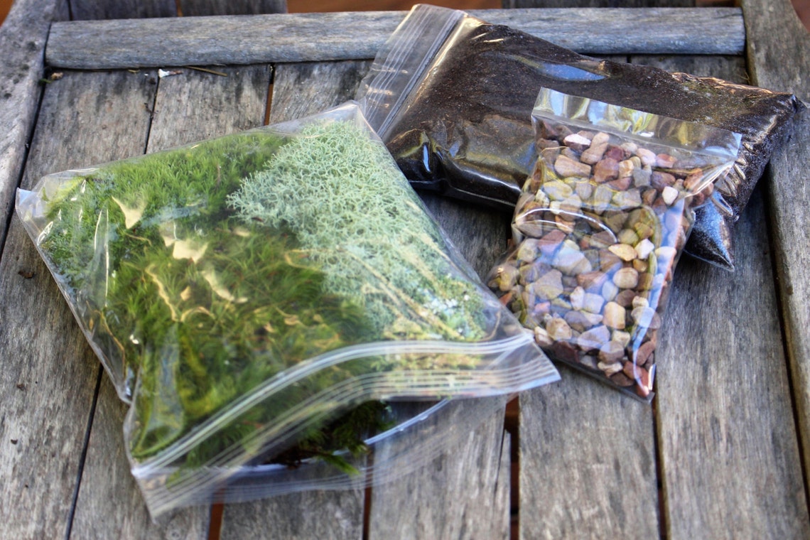 Terrarium kitLive mossSmall DIY kit Woodland Forest Etsy