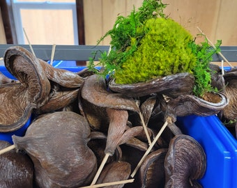 Badam pod | Samrong Pod | Split Nut Pod | Dried Botanical