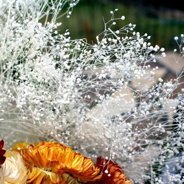 Gyp Bleached White-2 or 4 oz bundles-Also known as Baby's Breath