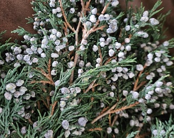 Preserved Juniper | Blueberry Juniper Tips | Christmas | Aromatic juniper-10 Pieces