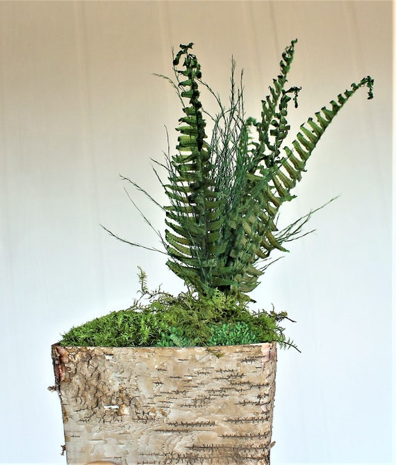 Moss Fern Birch Wood Planter Preserved Pillow Moss Preserved Etsy Moss Fern Birch Wood Planter Preserved Pillow Moss Preserved Etsy