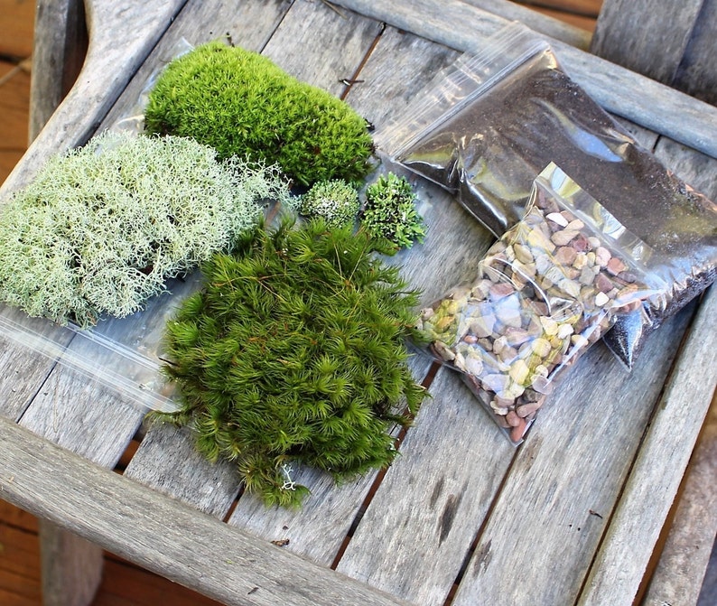 Terrarium kit-Live moss-Small DIY kit -Woodland Forest Fun-Mood moss-Pillow Moss-Reindeer Moss-Fruiticose lichen mound 