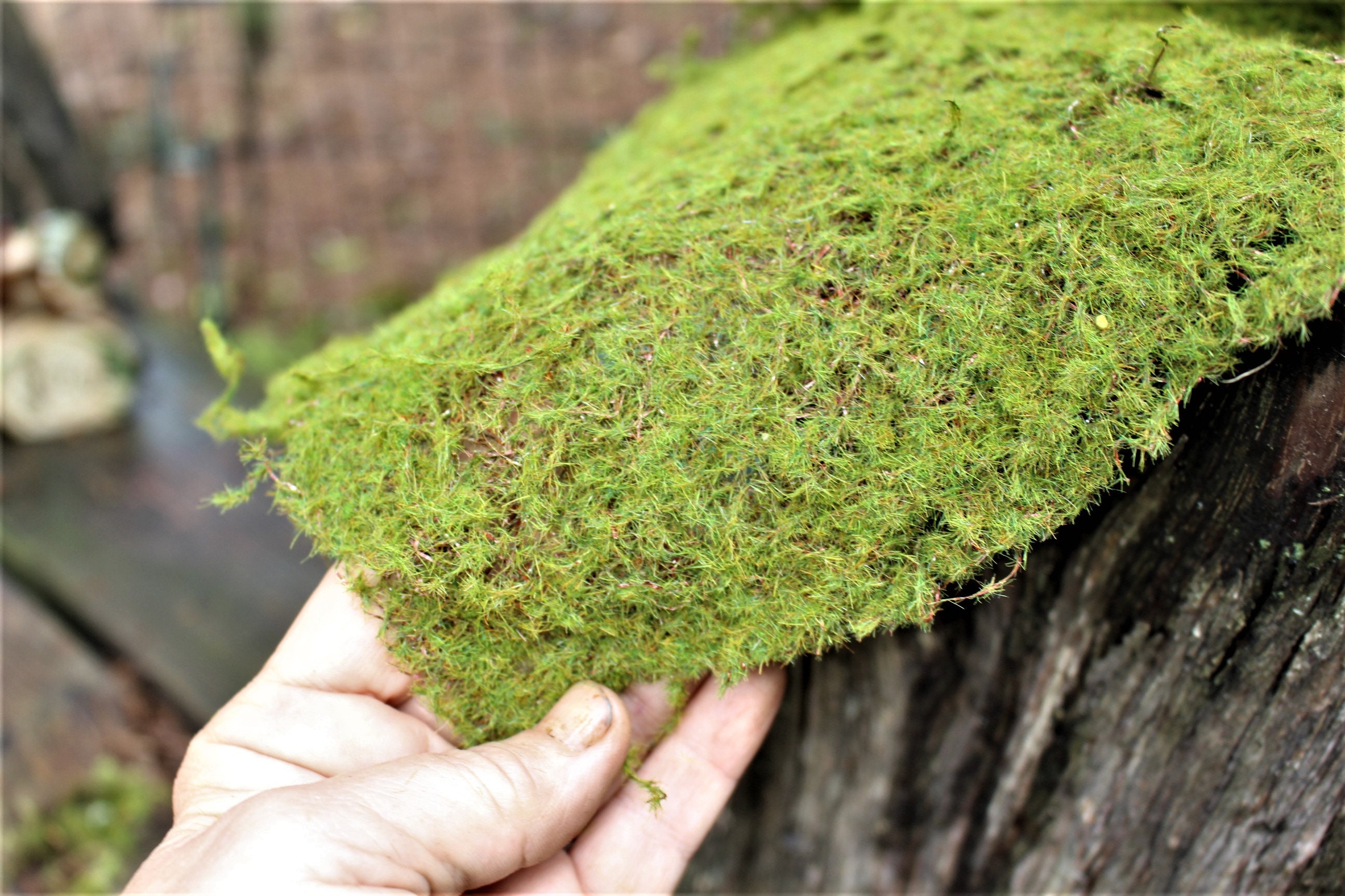 Large Moss Pad with vinesArtificial moss placematSoil topper Etsy