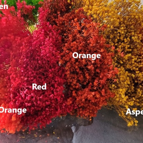 Broom Bloomgypyellowpinkbleached or Orangewedding Etsy