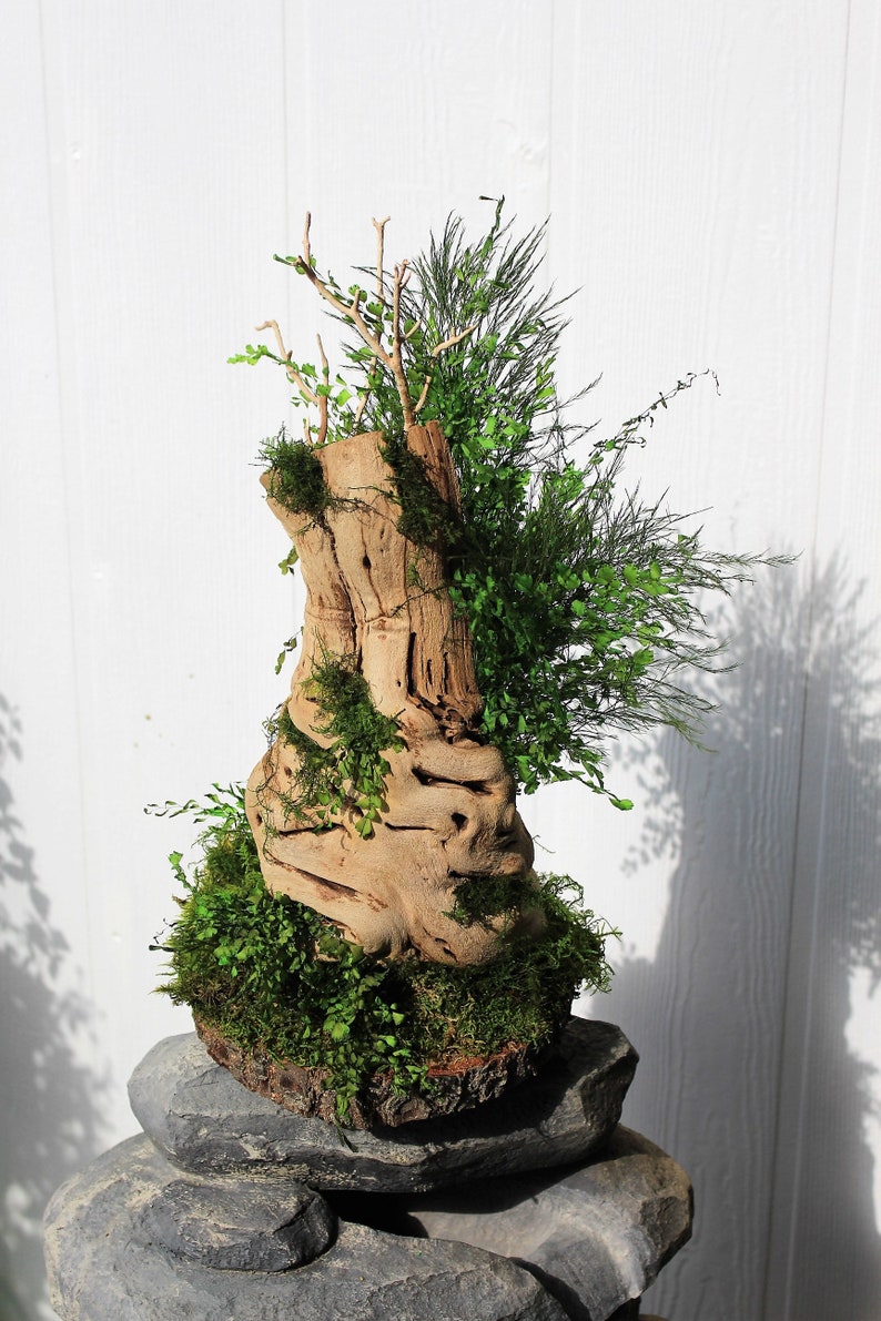 Moss CenterpieceGrape wood sandblasted centerpiecePreserved Etsy