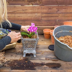 Sphagnum moss 1 oz bags for orchids-Potting medium-planter medium