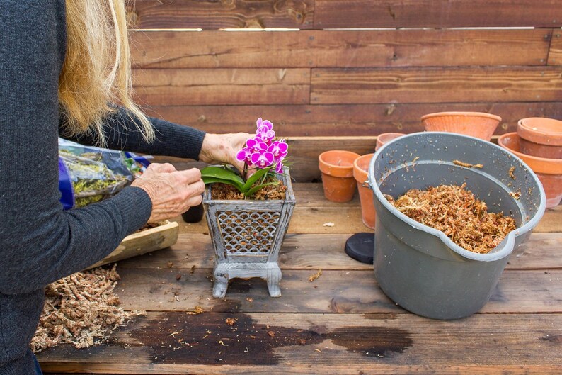 Sphagnum Moss 1 Oz Bags for Orchidspotting Mediumgrapevine Etsy