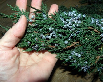 Blueberry Juniper Preserved | Evergreen | Christmas Greenery | Wedding | Blue Berries