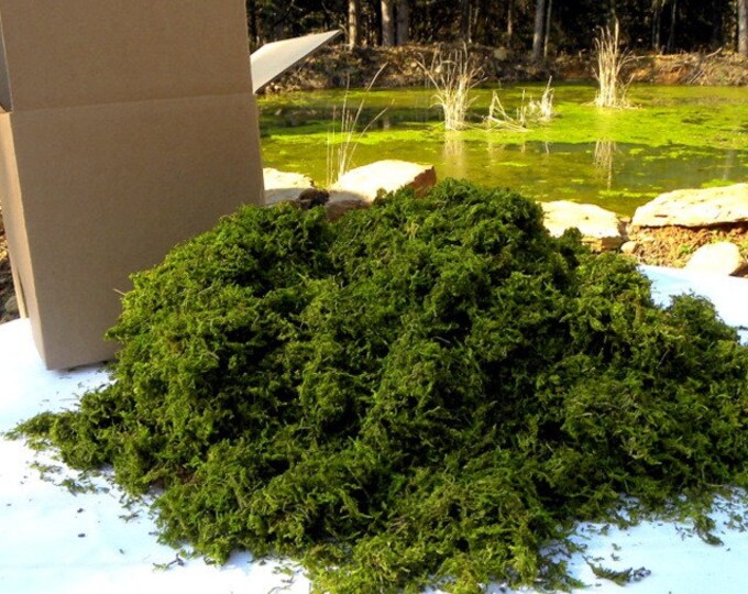 Loose Moss in BULK 10x10x10 Wedding Decorbasket Etsy