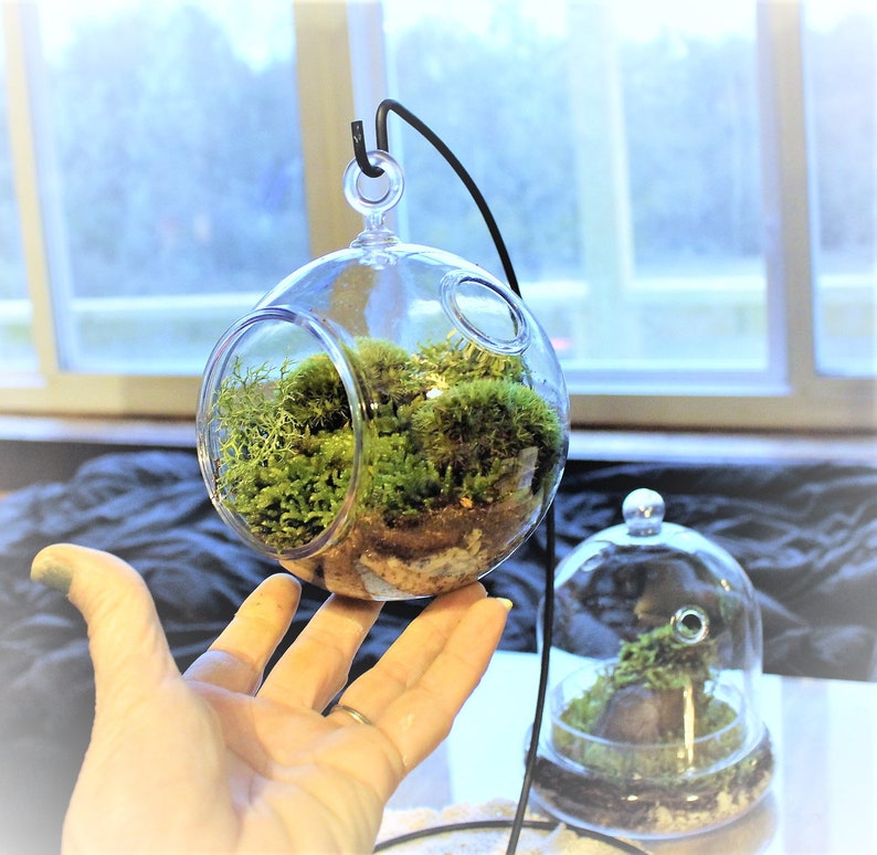 Hanging Globe DIY Moss Terrarium KitLive Assorted Moss & Etsy
