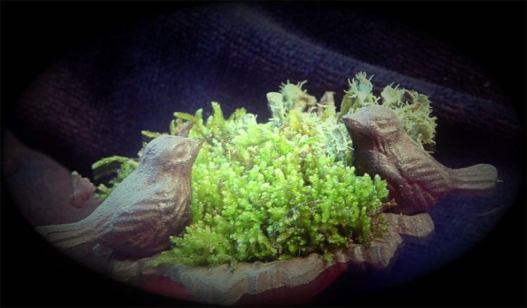 How-to: Make Moss Terrariums – Philadelphia Orchard Project