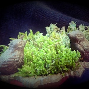 Moss Handbook-DIY Terrarium Book-Moss Care-Lichen Care-Hints & Tips-Also a list of over 60 plants to use in Terrariums