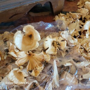 Bleached Golden Mushrooms-Fungi-Woodland nature-Polished mushrooms-Large 4 Oz bag assorted pieces and sizes