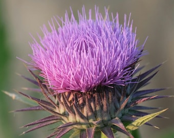 Thistle Flower Head WITH seeds | Natural Decorative Botanicals | 2-3 per bag - Drought Tolerant