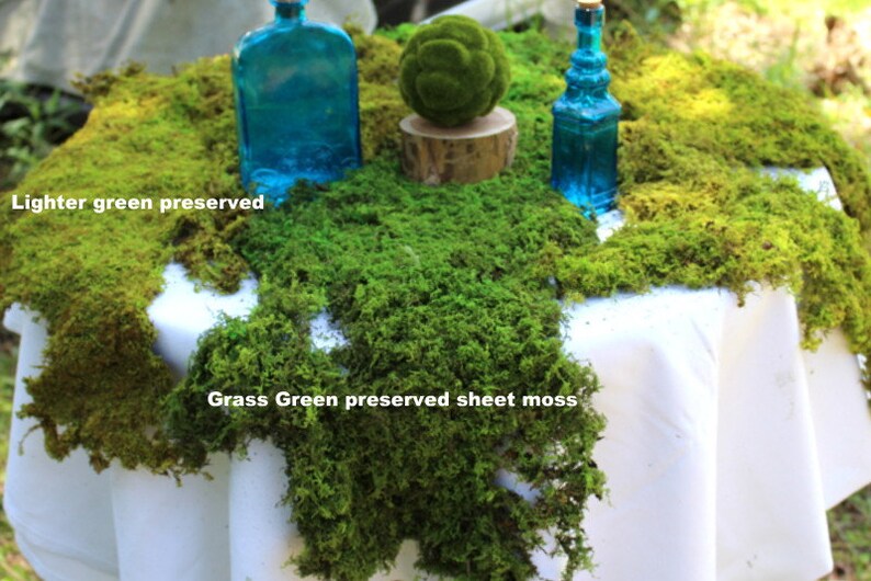 Bulk Sheet MossMoss runnersMoss matsAssorted sizes12 Etsy