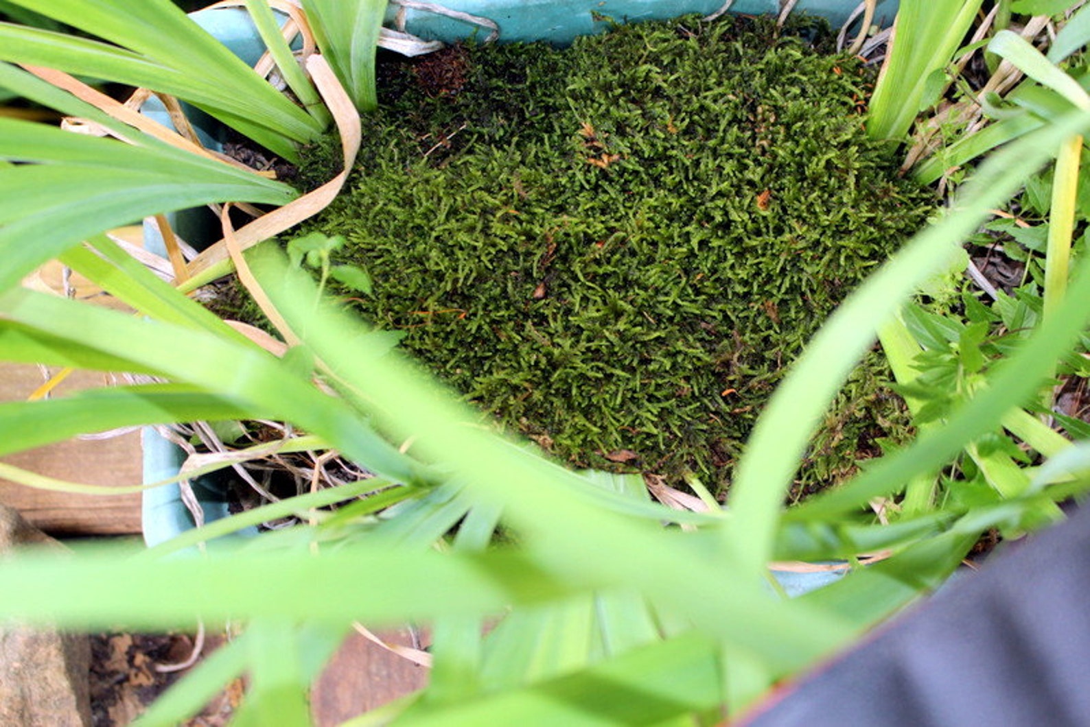 Sheet MossLive MossCarpet MossTerrarium MossVivarium Etsy