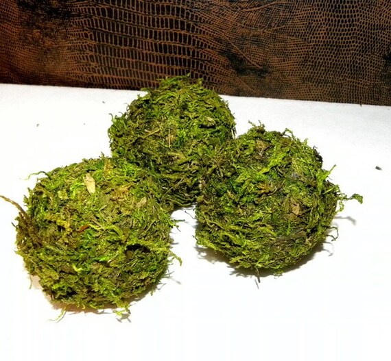 Moss Balls12 2 inch Moss Balls Beautiful Hand made 2 Etsy