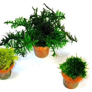May include: Three small potted plants with vibrant green foliage. The plants are in terracotta pots, each with a slightly different shape and size. The plants are set against a bright white background, highlighting their natural colors and textures.