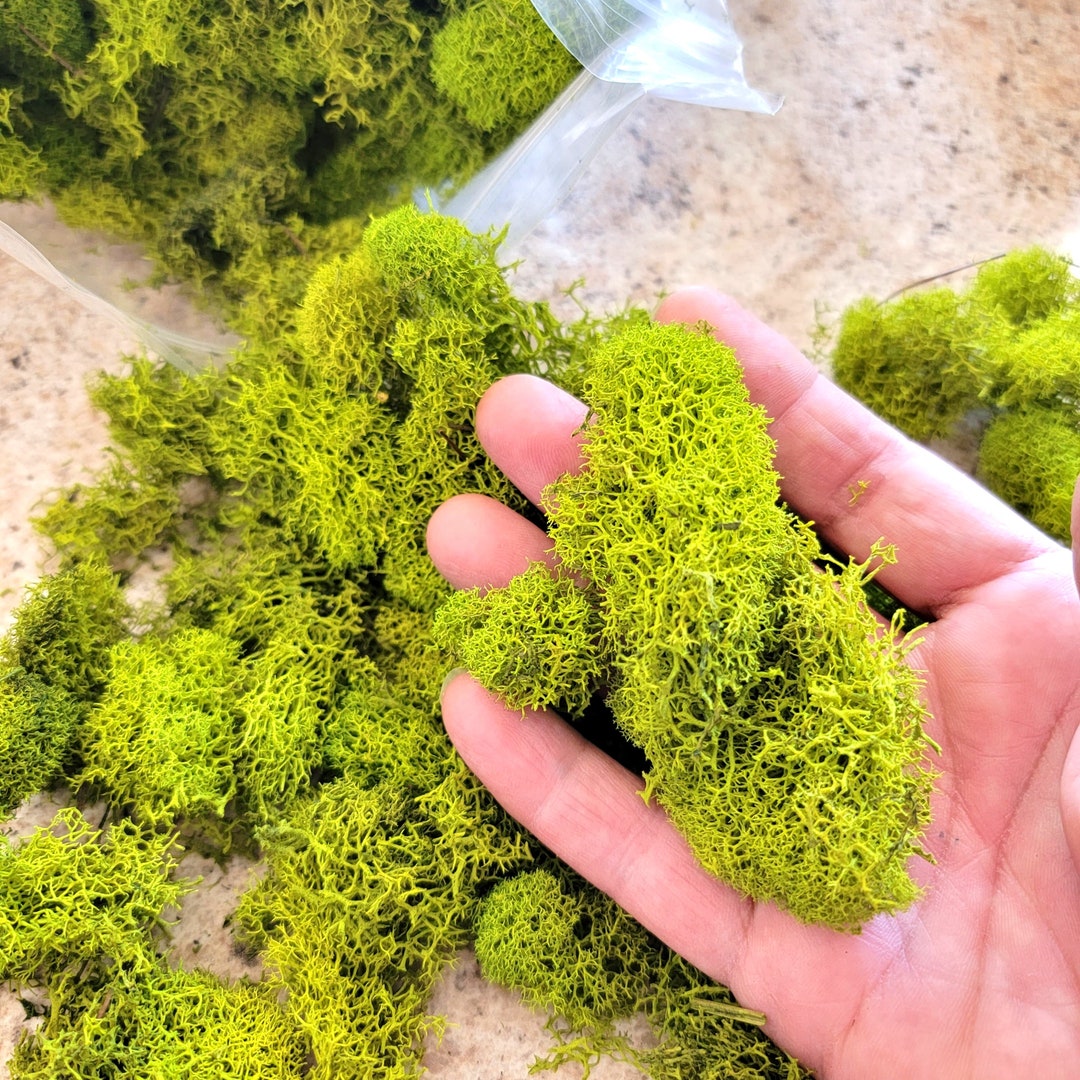 Preserved Reindeer Moss Bulk 1 Pound Bag 3 Beautiful Colorsbasil Moss