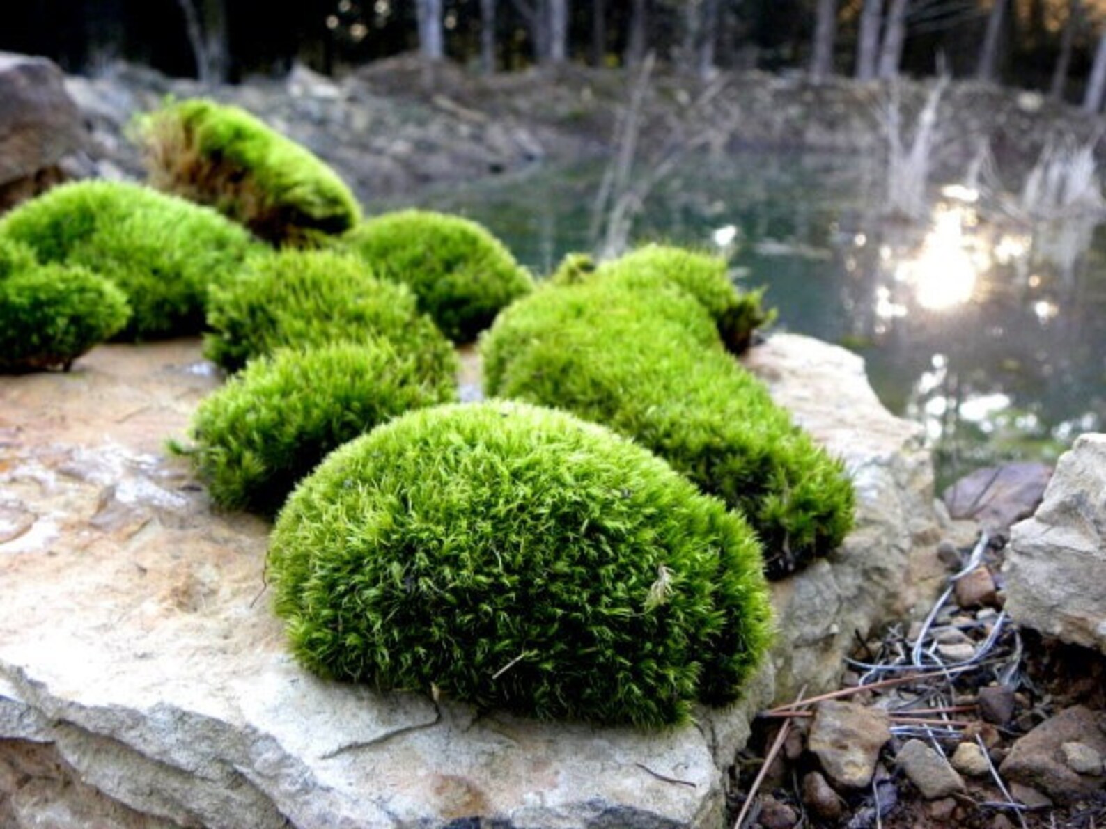 Terrarium MossFrog MossLive Moss for Terrariums and Etsy