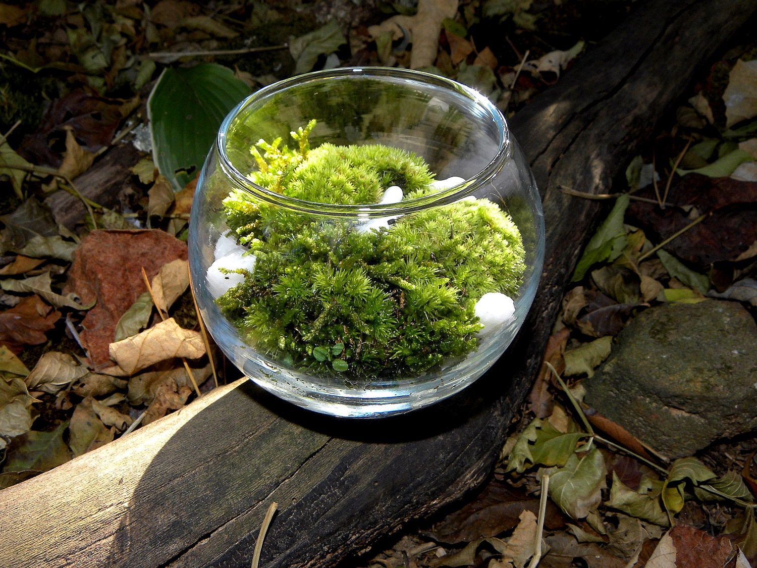 Moss Terrarium KitSimple Green Pillow mossEasy CareWhite Etsy